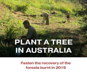 Plant a tree in Australia with your Peer Review Credits