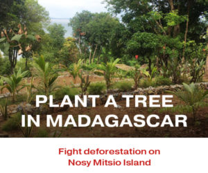 Plant a tree in Madagascar with your Peer Review Credits