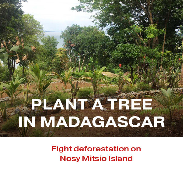 Plant a tree in Madagascar with your Peer Review Credits